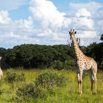 Giraffe on savannah
