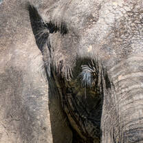 Elephant face