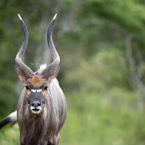 African animal with horns