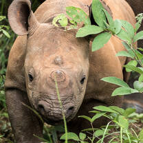 Baby Rhino Through Bush