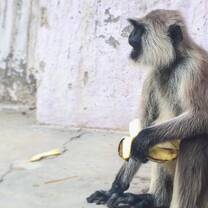 monkey and banana