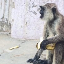 monkey and banana