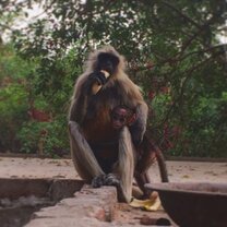 Monkey temple