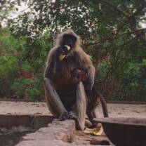 Monkey temple