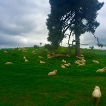 Sheep