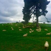 Sheep