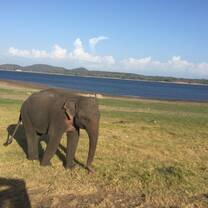an elephant i saw on our safari 