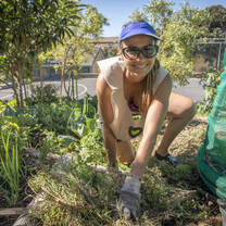 Urban Greening Internship in Cape Town