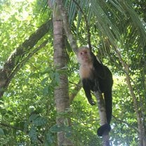 Capuchin Monkey