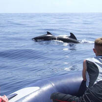 Get up close and personal with the dolphins and whales