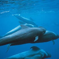 Dolphin research & conservation 