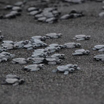 Baby Sea Turtles