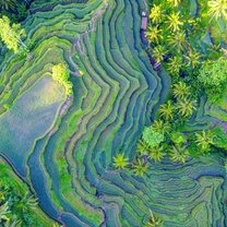 Rice Field from the drone's perspective