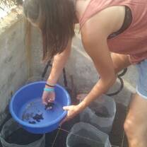 Turtle Volunteering