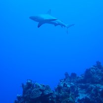 shark