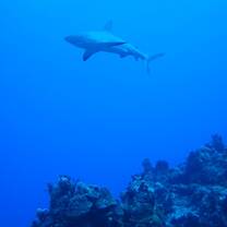shark