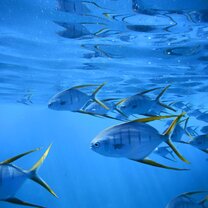 Snorkeling off of Isla del Caño