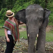 Elephant experience