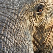 Elephants