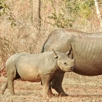 Black rhinos