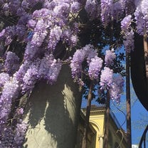 Loved seeing all the beauty around Italy including these flowers hanging by the Florence University of the Arts!