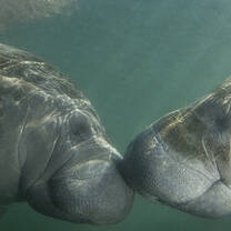 Belize: Caribbean Wildlife Adventure with Discover Corps