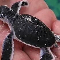 Costa-Rica-The-Sea-Turtle-Initiative-with-Discover-Corps