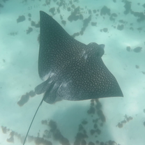 Eagle ray