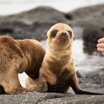 Galapagos Islands: Family Volunteer Vacation with Discover Corps