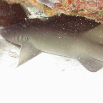 Lovely nurse shark