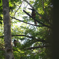 Capuchin and Aracari