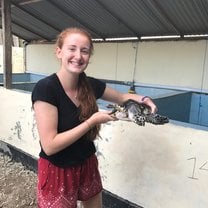 Working with the gorgeous turtles 