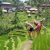 Rice terraces