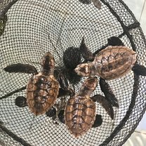 Baby hatchlings 