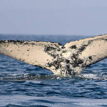 Volunteer with dolphins & whales in Mozambique