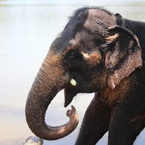 Sri Lankan Elephant