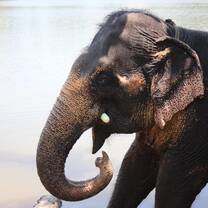 Sri Lankan Elephant
