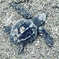 Costa Rica Sea Turtle