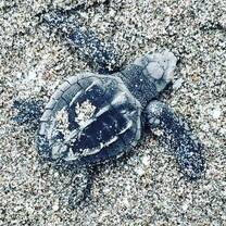 Costa Rica Sea Turtle