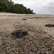 Costa Rica Sea Turtle