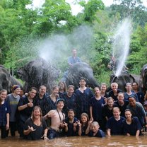 Thai elephants 