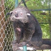 Thailand volunteering