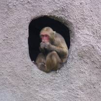 Macaque in Thailand