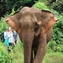 Elephant sanctuaries in Asia