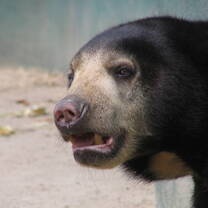 Bear at the sanctuary