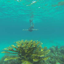 Elkhorn (Acropora palmata)