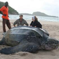 Nesting turtle 