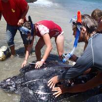 Turtle Rescue
