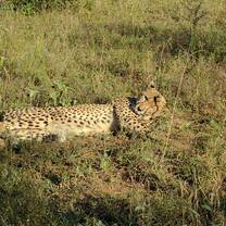 female cheetah