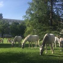 Lipizzan Horses in Vienna Burggarten
